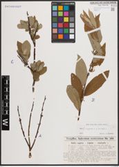 Foto von Salix caprea L. x Salix viminalis L.